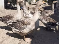 Geese — foto 4