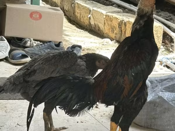 Chickens