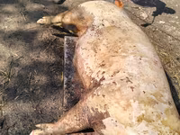 Vind carne de purcel — foto 3