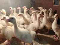 ليندا — الصورة 5