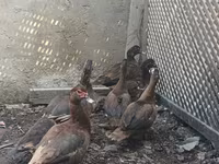 Ducks — Foto 1