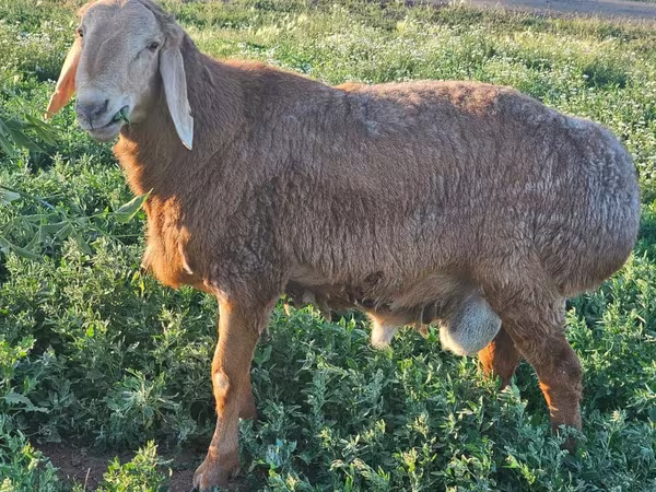 Widder, Arashan sheep