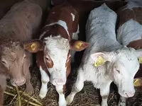 Bull, Simmental cattle — photo 2