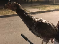Chickens — Foto 2