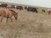فرس, Mugalzhar horse — الصورة 4