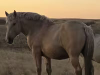 Horse (M), New Altai Horse — photo 1