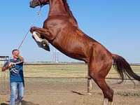 Hengst, Thoroughbred horse — Foto 6