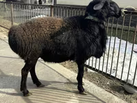 公羊, Sheep — 照片 2