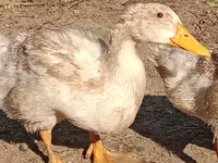 Domestic Muscovy — 4-rasm