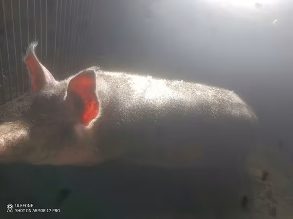Eber, Schweine