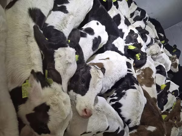 Bulle, Simmental cattle
