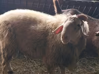 Widder, Assaf sheep — Foto 3