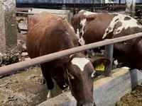 Sigir, Swiss cattle — 2-rasm