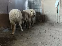 كبش, الأغنام — الصورة 3