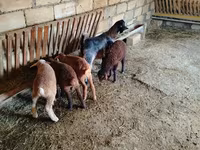 Cabra, Cabras — foto 3