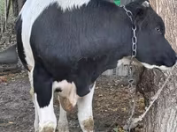 Bull, Russian Black pied cattle — photo 3