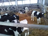 Bulle, Holstein-Rasse — Foto 2