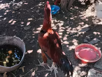 Chickens — photo 2
