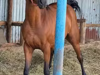 Yegua, Thoroughbred horse — foto 1