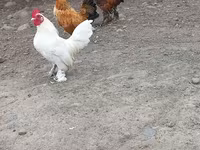 Chickens — Foto 3