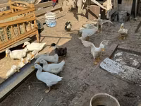 Ducks — foto 2