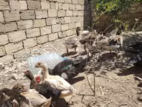 pato criollo doméstico — foto 6