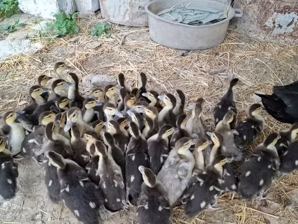 Ducks