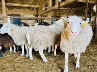 Widder, Romanov sheep — Foto 4