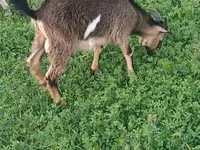 Ziege, Ziegen — Foto 8