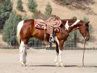 Hengst, American paint horse — Foto 3