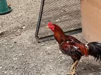 Chickens — 1-rasm