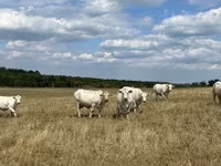 母牛, Charolais cattle — 照片 3