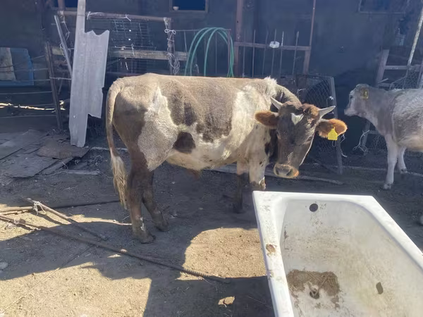 公牛, Cattle