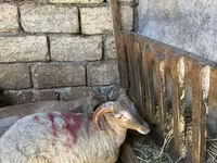 أغنام (دفعة، الجنس غير محدد), الأغنام — الصورة 5