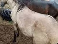 Yegua, Caballos — foto 5