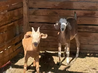 Goat, Saanen goat — photo 4