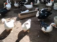 Ducks — foto 4