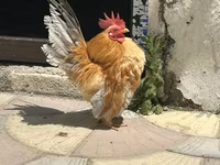 Chickens — Foto 2