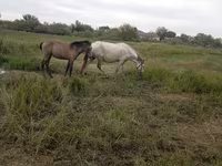 Yegua, Caballos — foto 2