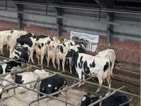 Kuh, Holstein-Rasse — Foto 3
