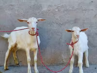 Ешкі, Saanen goat — 1-сурет