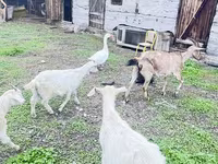 Goat, Alpine goat — photo 5
