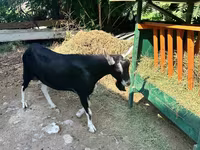 Теке, Alpine goat — 2-сурет