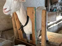 عنزة, الماعز — الصورة 1