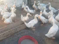 Ducks — Foto 2