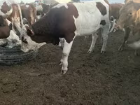 ثور, Simmental cattle — الصورة 2