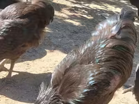 Gallo de pelea de fosa australiano — foto 4