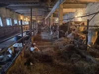 Kuh, Holstein-Rasse — Foto 5