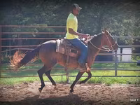 Stute, Standardbred — Foto 8