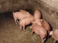 Verro, Cerdos — foto 1
